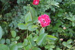 月季花 