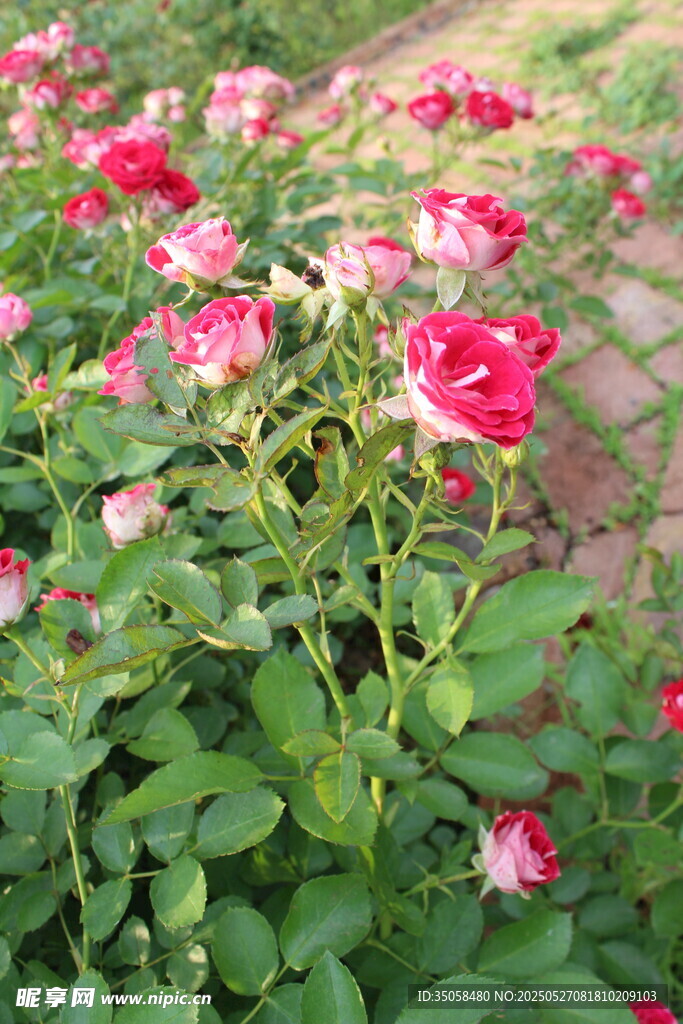 月季花 