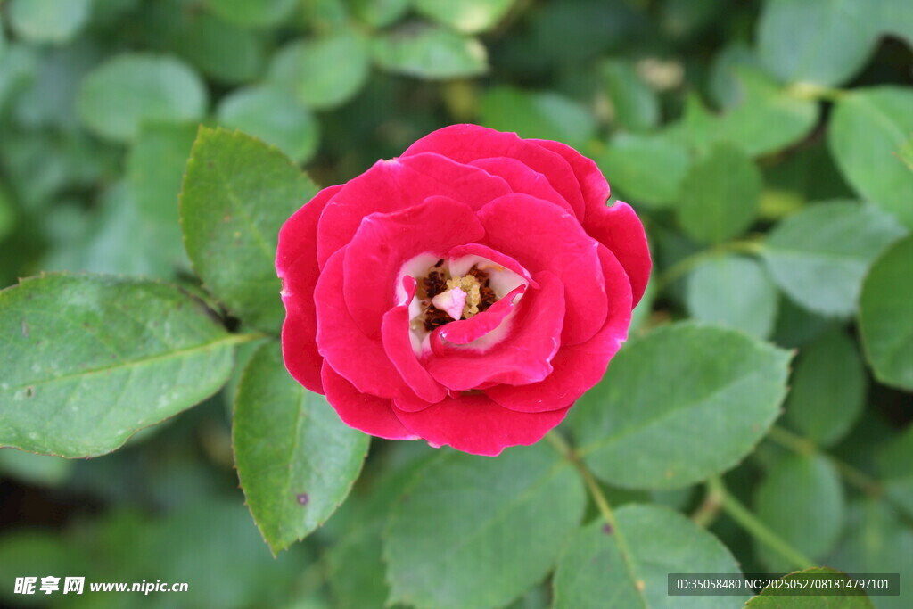 月季花 