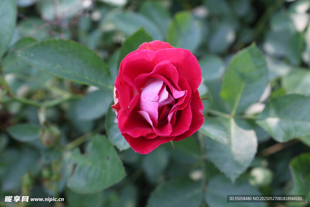 月季花 