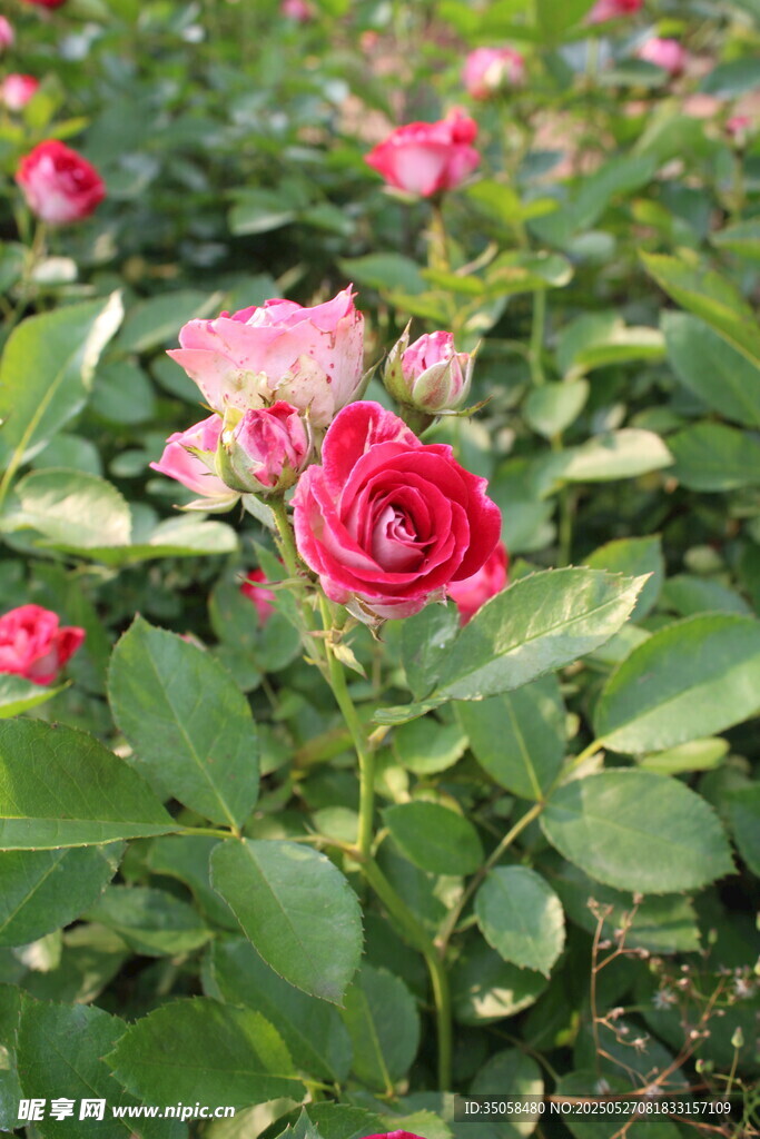 月季花  