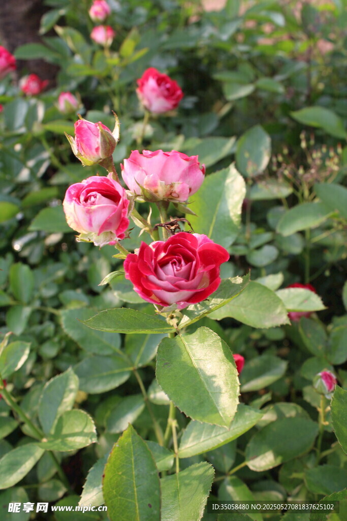 月季花 