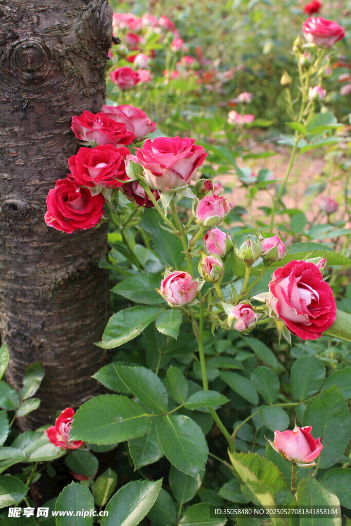 月季花  