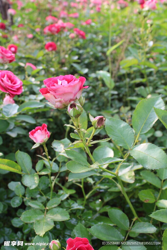 月季花  