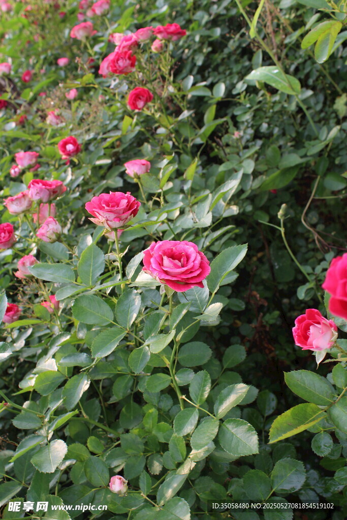 月季花  