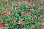 月季花 