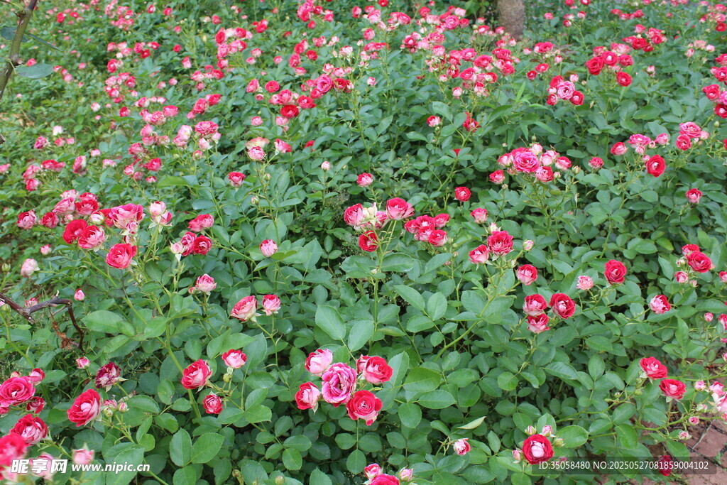 月季花 