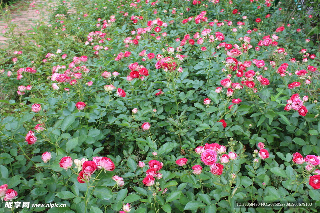 月季花  