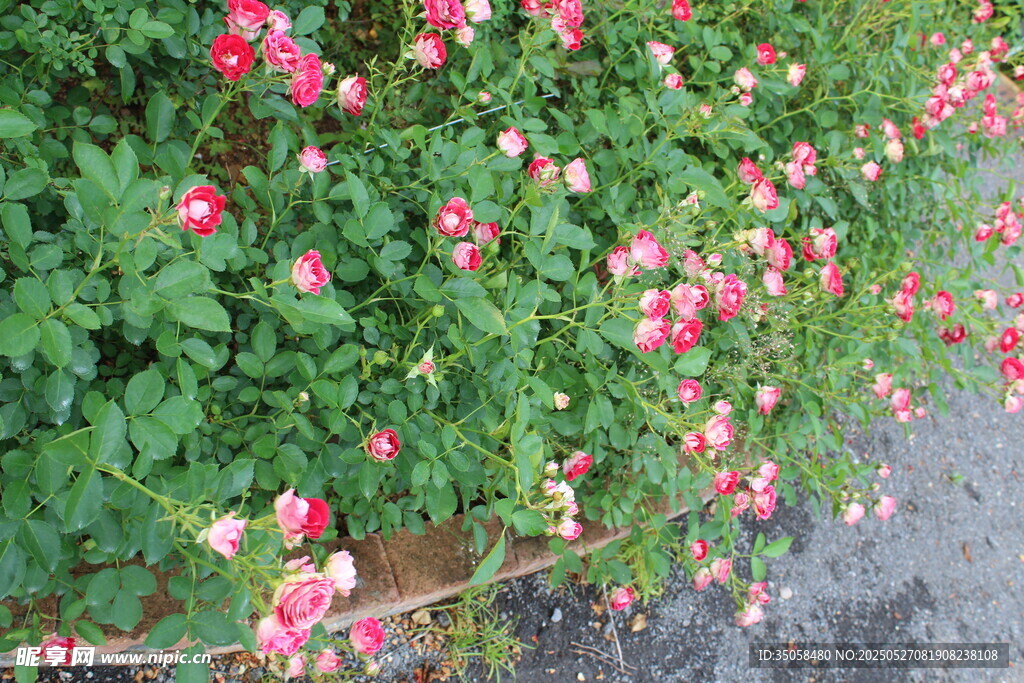 月季花  