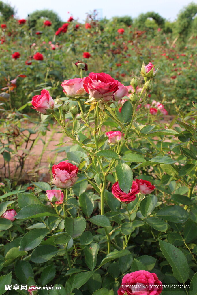 月季花  