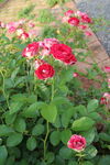 月季花  