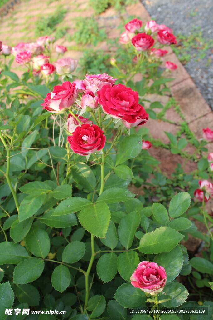 月季花  