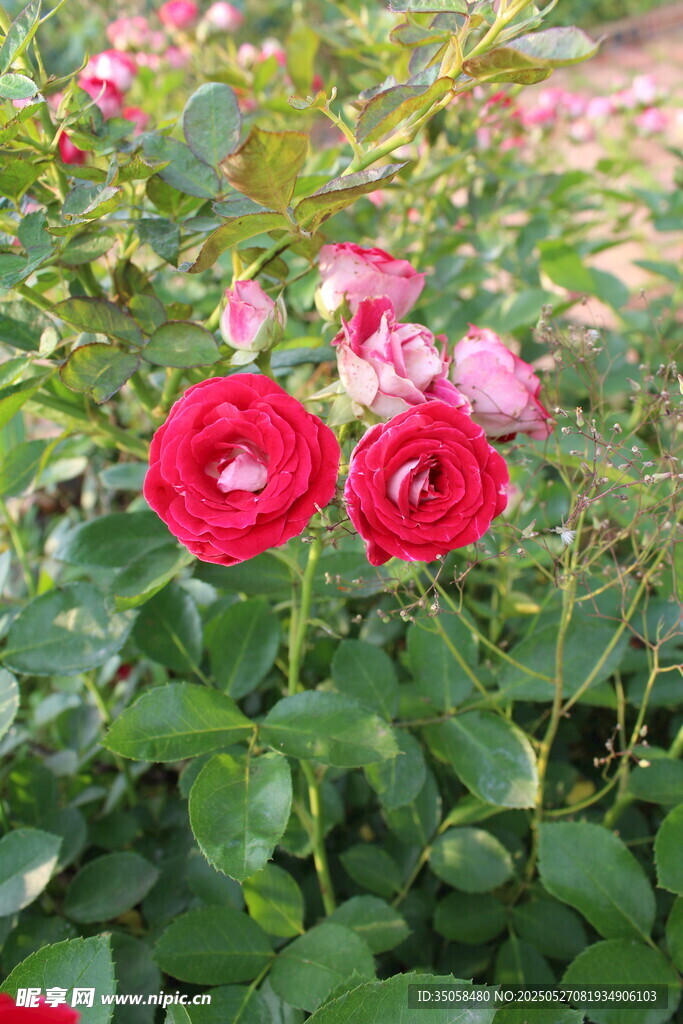 月季花 