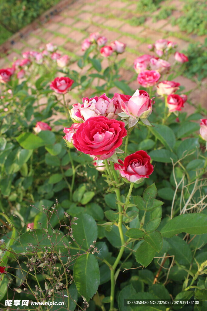 月季花  