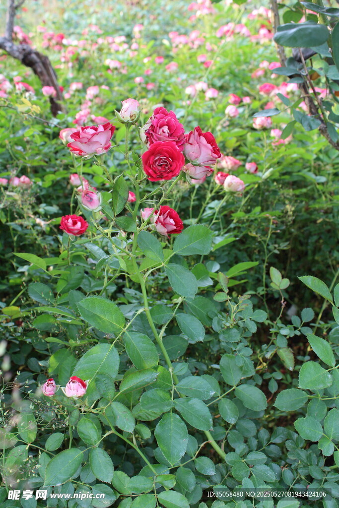 月季花 