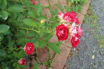 月季花  