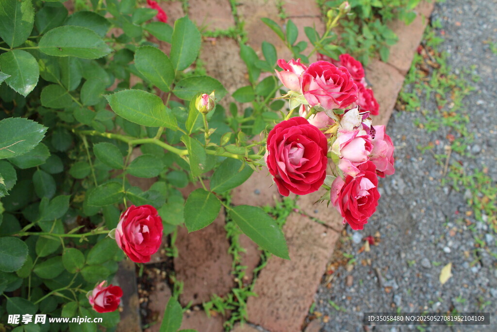 月季花  