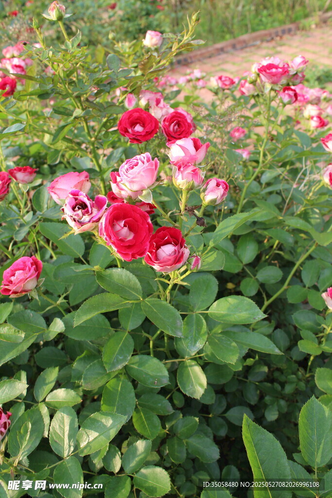 月季花  