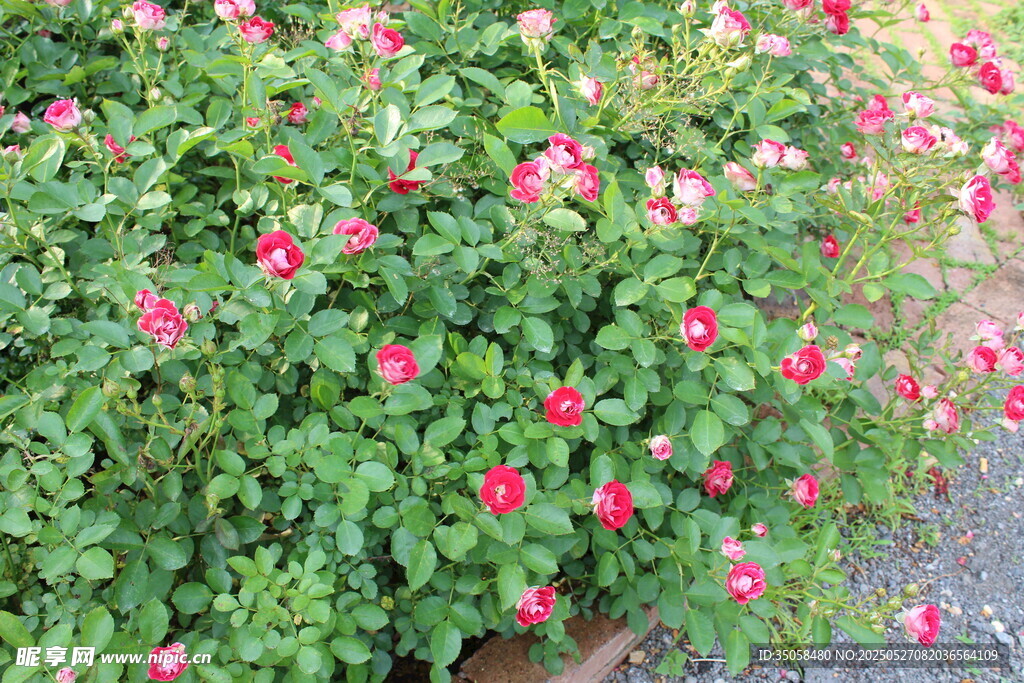 月季花  