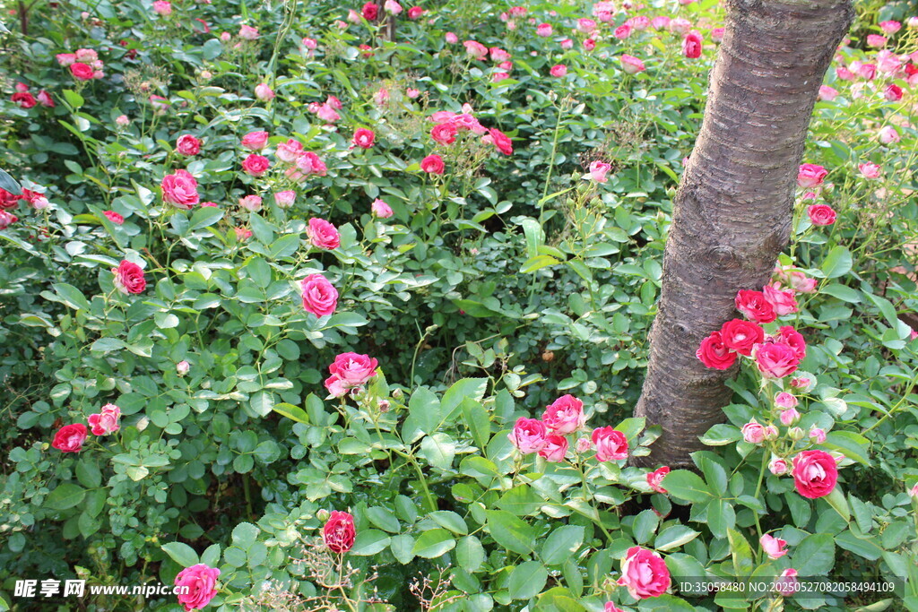 月季花  