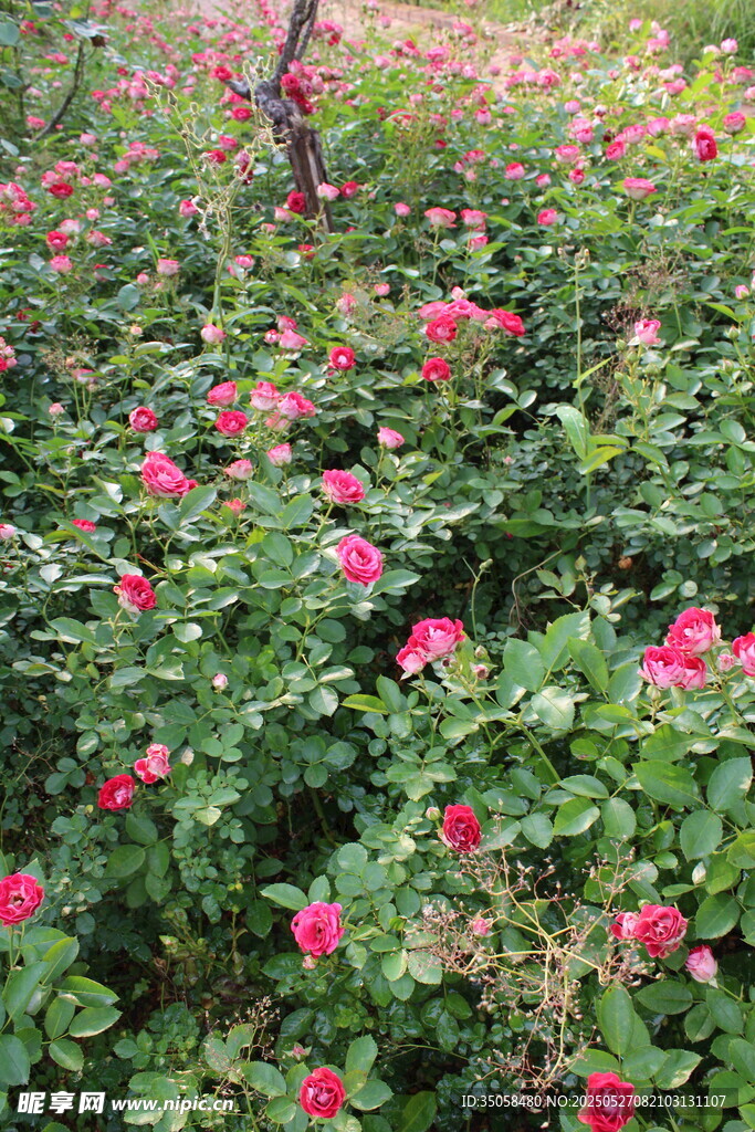 月季花 