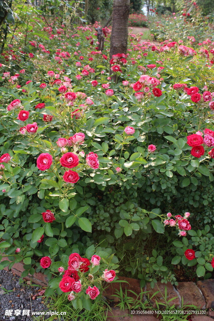 月季花  