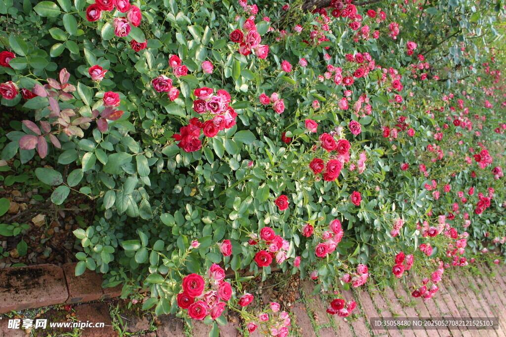 月季花  