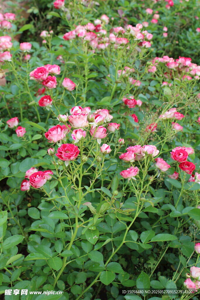 月季花 