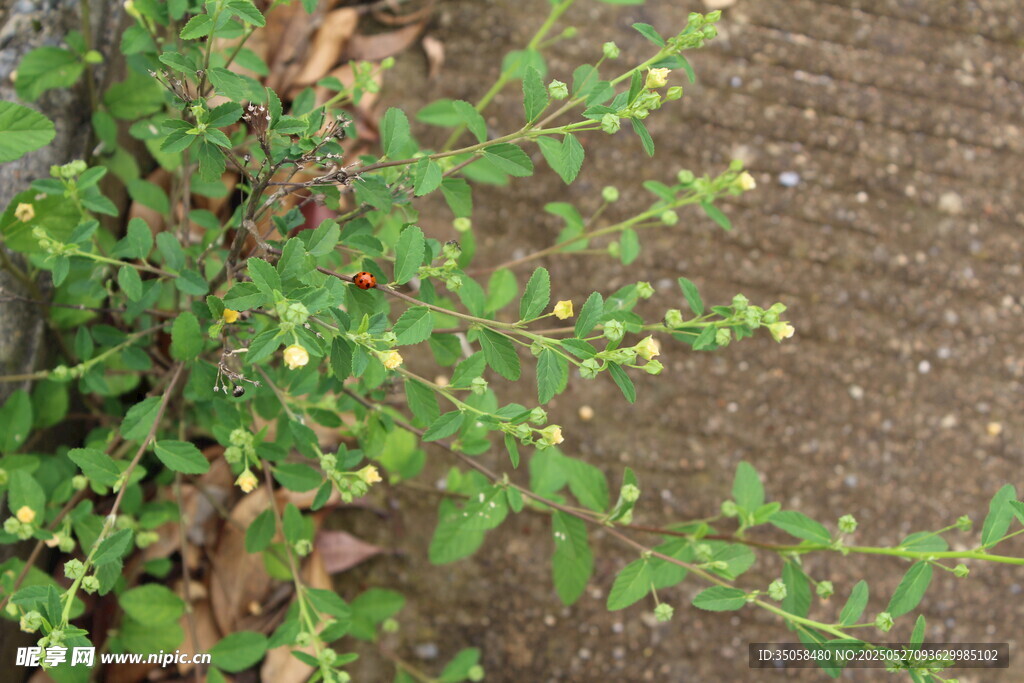 白背黄花棯 