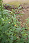 白背黄花棯 