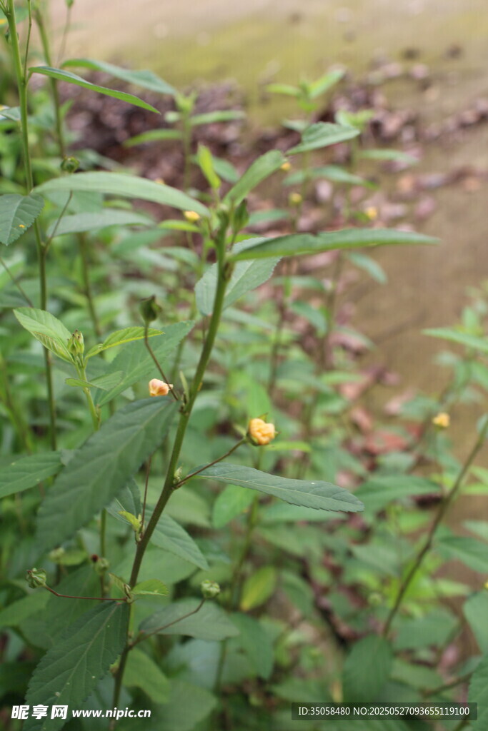 白背黄花棯 