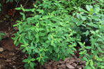 白背黄花棯 