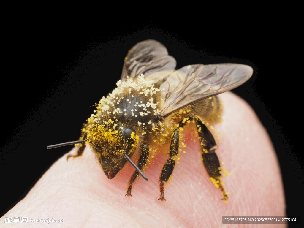 指尖上满载花粉的蜜蜂