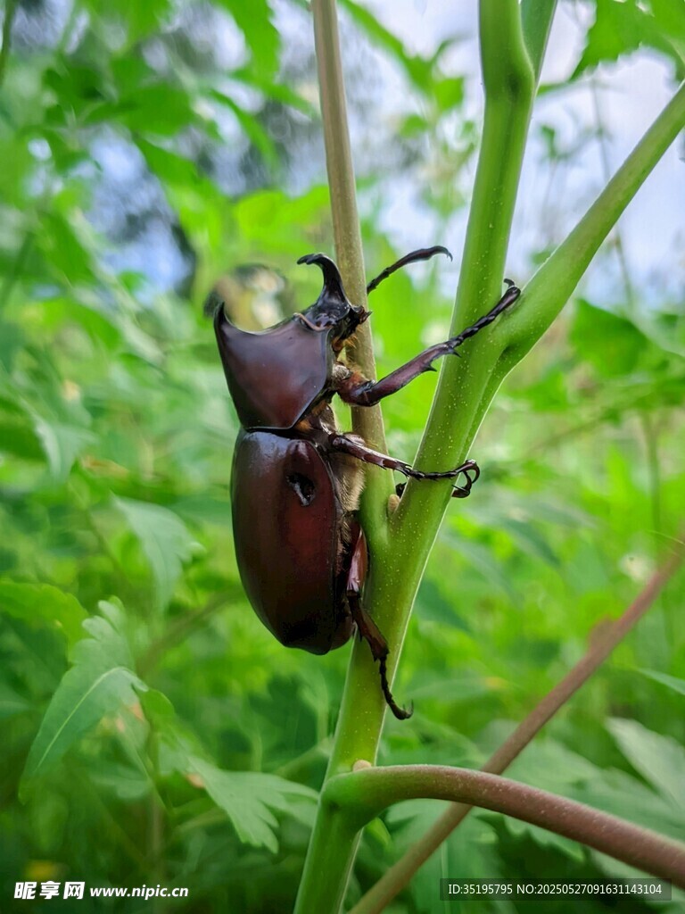树枝上的独角仙