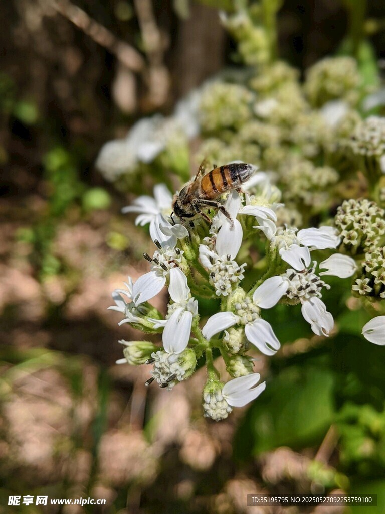 蜜蜂采蜜于白色小花间
