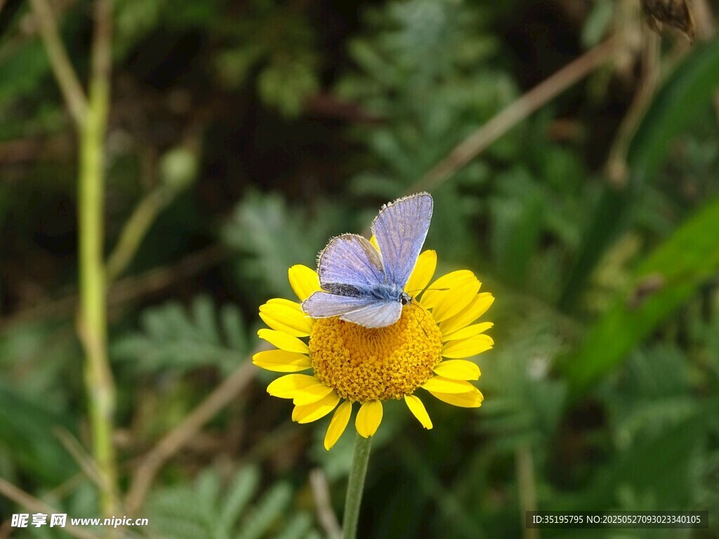 蓝蝶停驻黄色小花