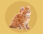 宠物猫咪展板