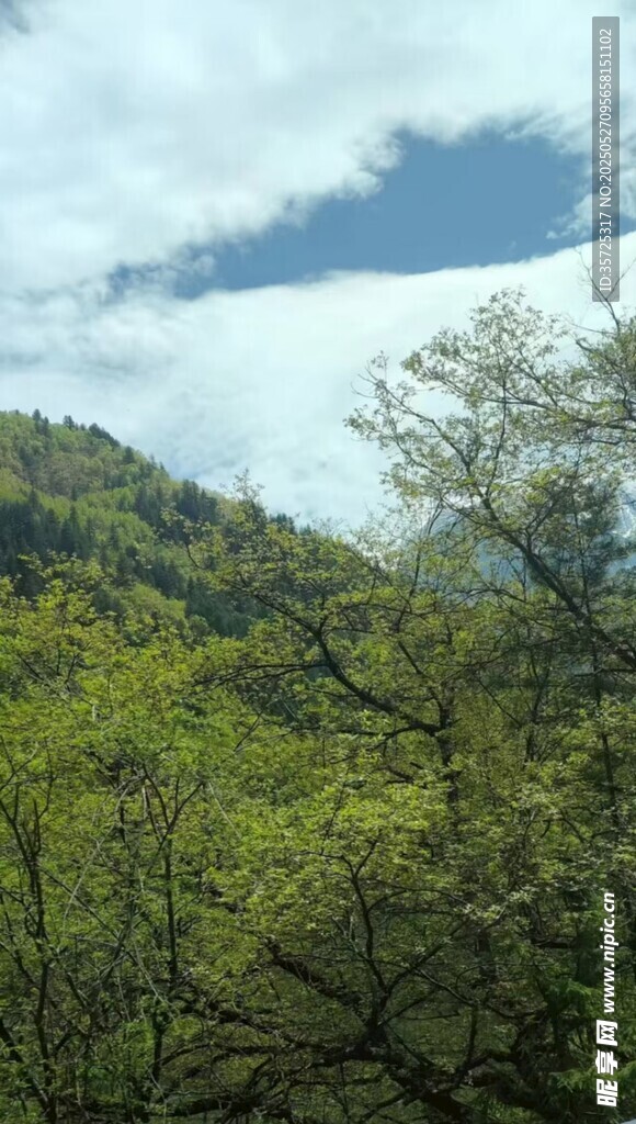 山林绿意 云海美景