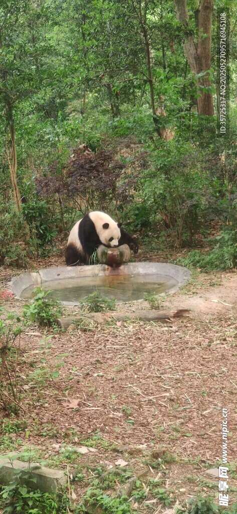林中熊在水边活动场景