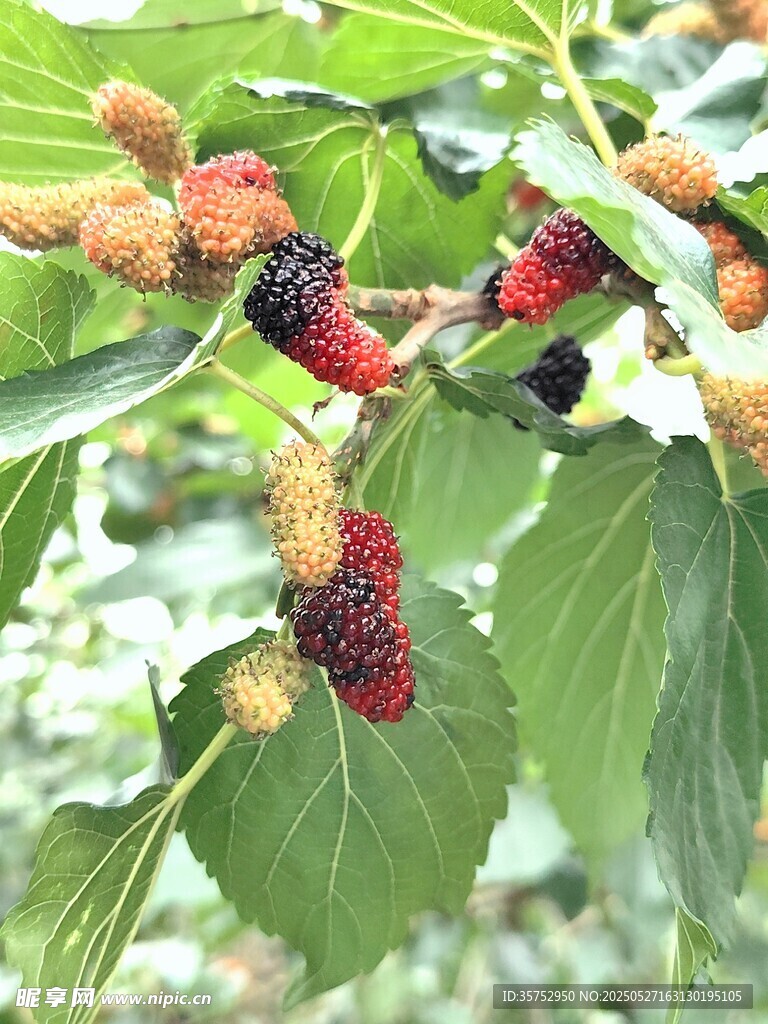 枝头桑葚果实饱满诱人