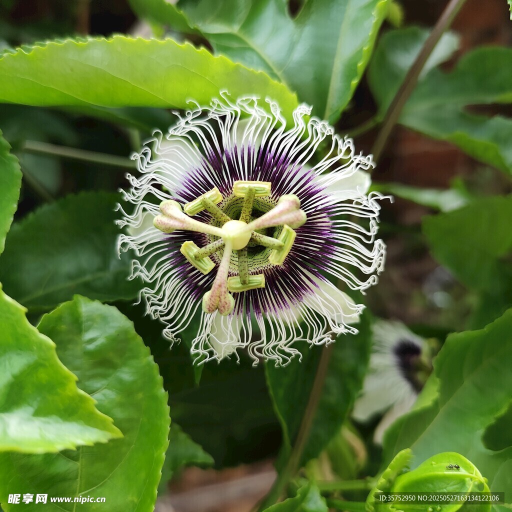 百香果花