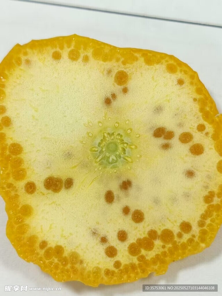 切开的橙子横截面