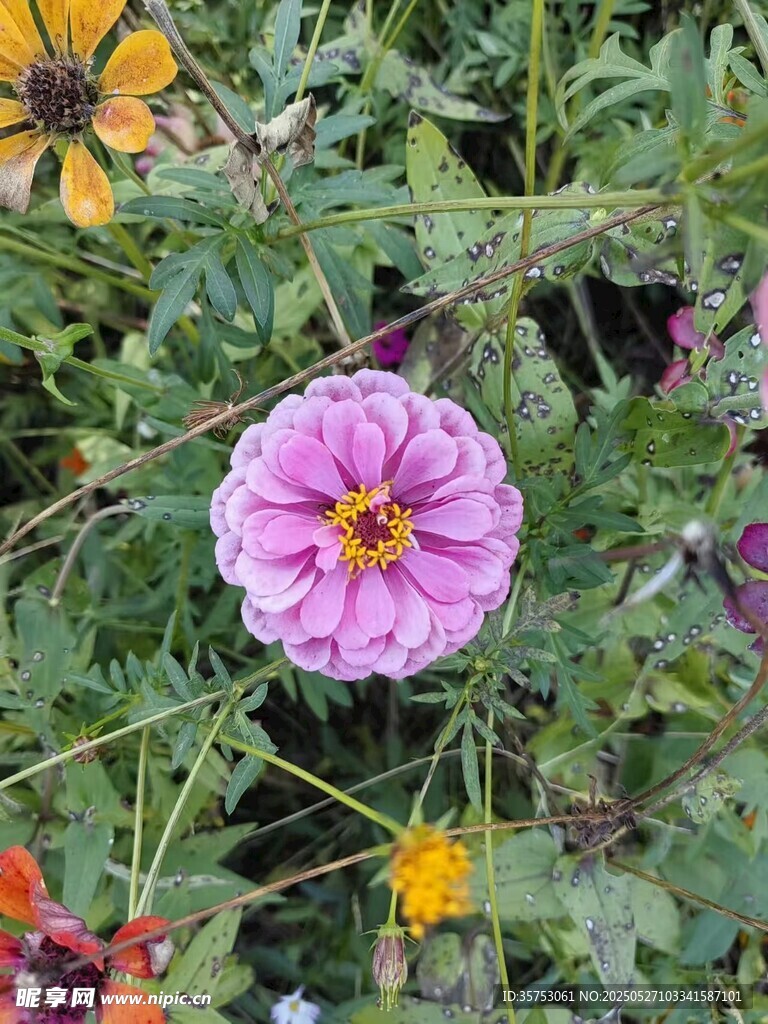 娇艳粉色花朵绽放于草丛