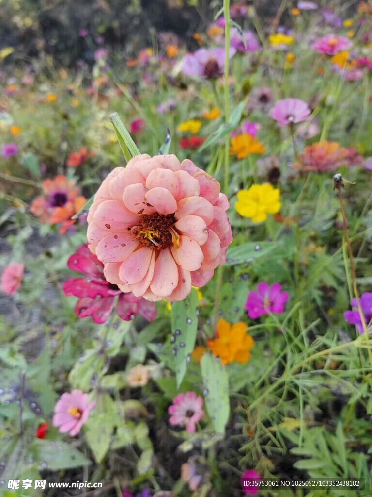 多彩花丛中的娇艳花朵