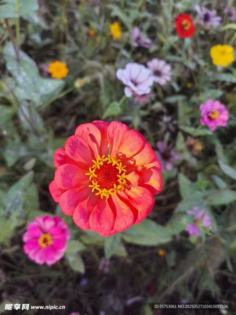 娇艳绽放的多彩百日菊