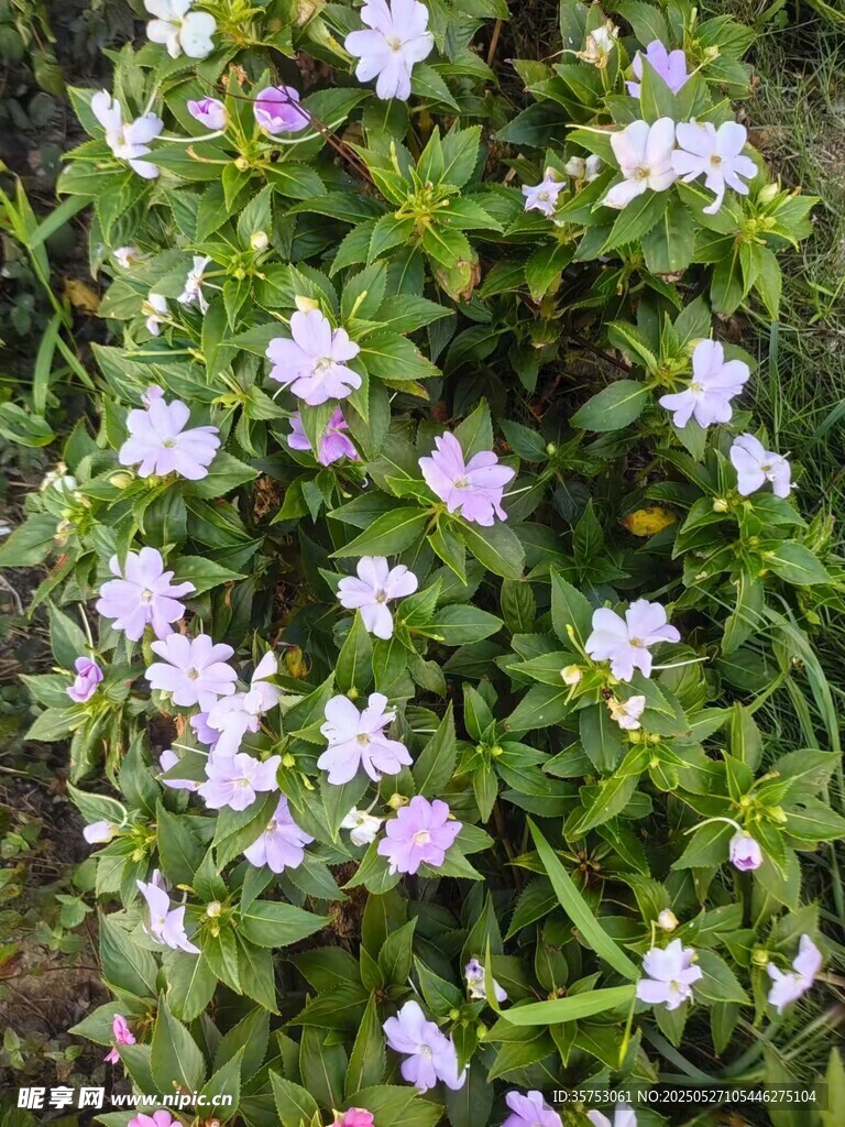 繁茂绽放的粉白小花