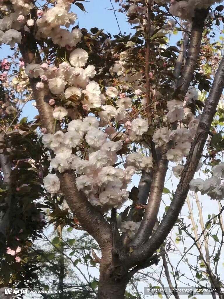 树上繁华