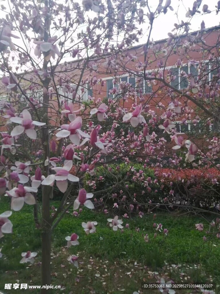 春日繁花盛开的庭院景色