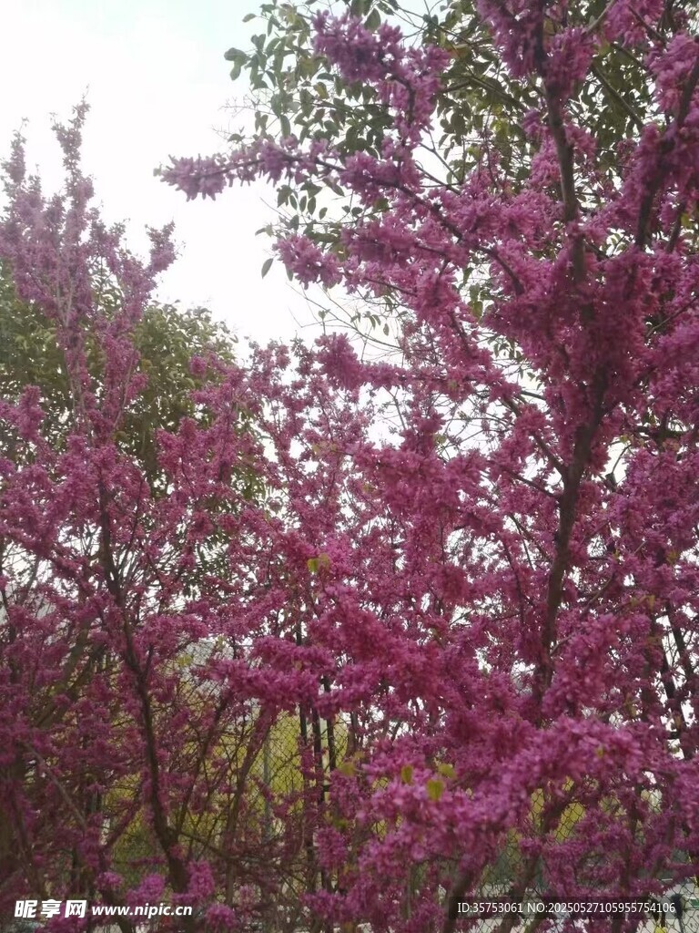 盛开的紫花树
