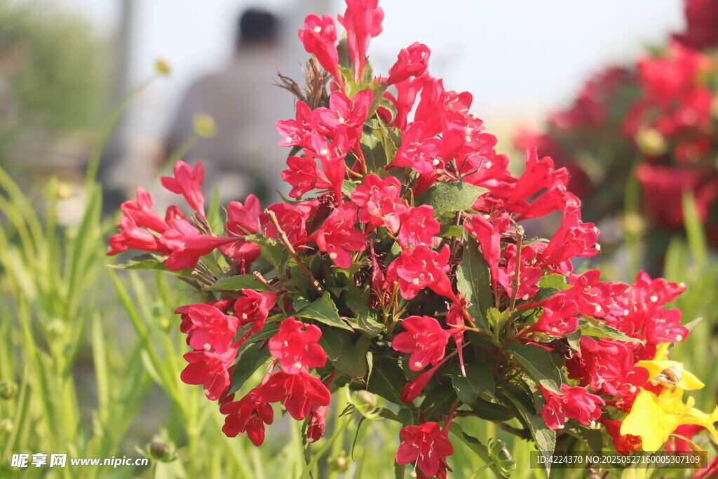 锦带花